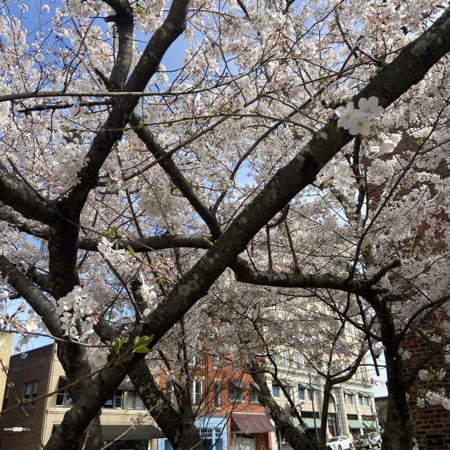 "Downtown Salisbury Cherry Blossoms" stock image