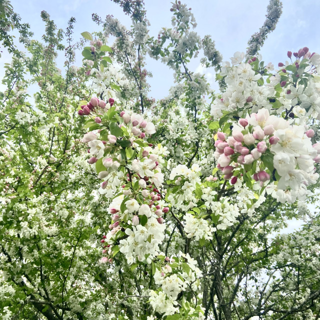 "Spring Blooms in Greystone" stock image