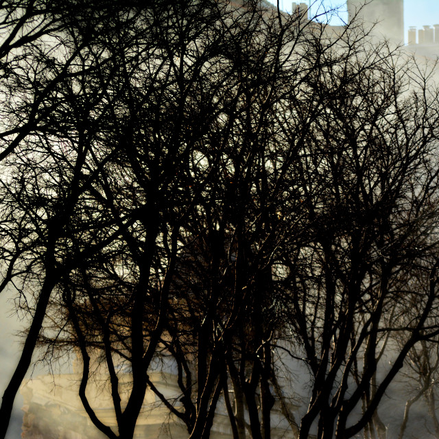 "Gas between the trees" by Amit Mendelsohn - $48.98 "Gas between the trees" stock image