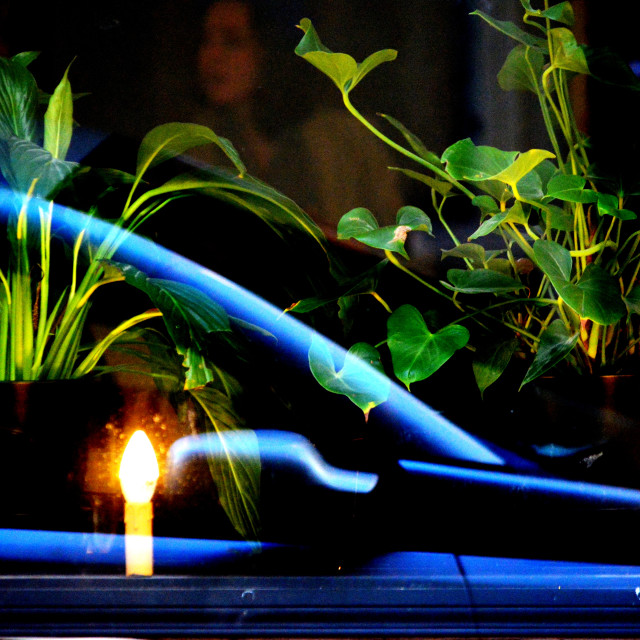 "plant, light and a reflection" by Amit Mendelsohn - $49.05 "plant, light and a reflection" stock image
