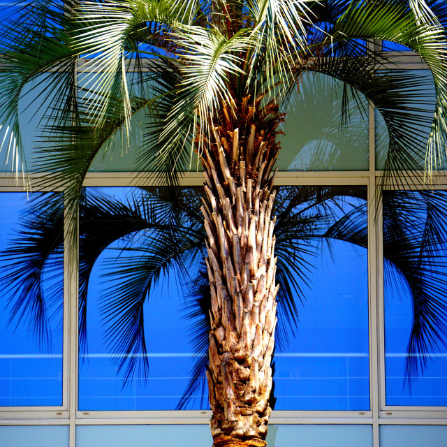 "a tree in a building" by Amit Mendelsohn - $49.05 "a tree in a building" stock image