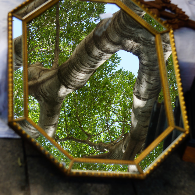 "a reflection of a tree" by Amit Mendelsohn - $49.05 "a reflection of a tree" stock image