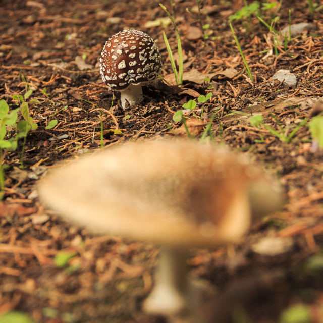 "Amanita pantherina II" by Expvisual Filmmaking and Photography SAS de CV - $6.27 "Amanita pantherina II" stock image