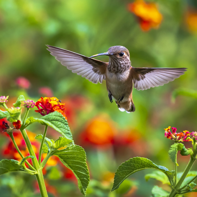 "Backyard birds Hummingbird" stock image