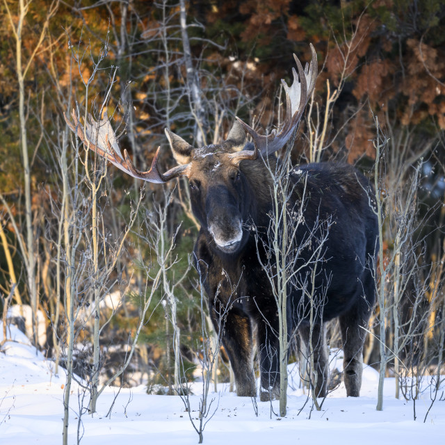 "Winter Moose Yellowstone" stock image