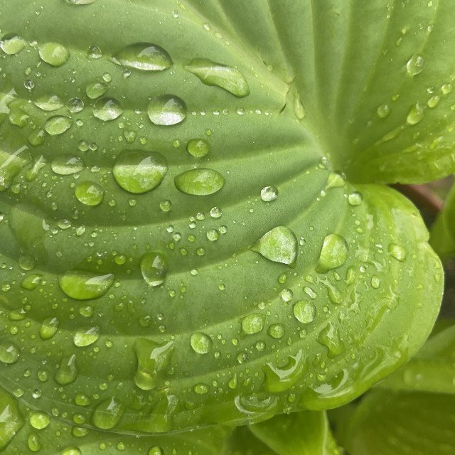 "Hosta Rain Drops Closeup" stock image