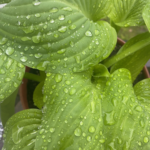 "Hosta Rain Drops" stock image