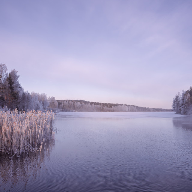 "Purple landscape" stock image