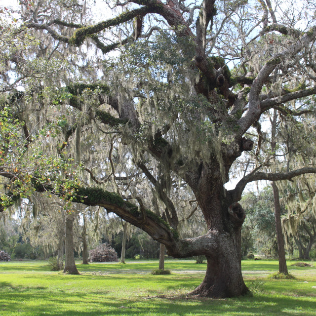 "Spanish moss tree" stock image