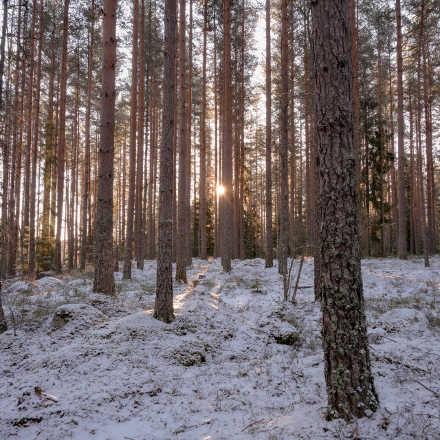 "Forest morning" stock image