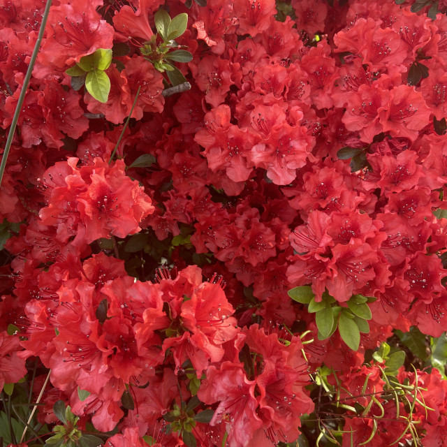 "Spring flowers in Greystone" stock image