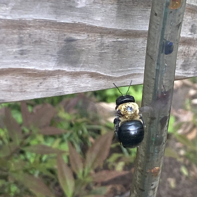 "Carpenter Bee close up" stock image