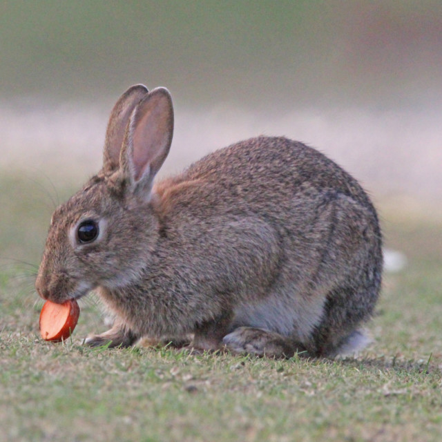 "The Easter Bunny" stock image