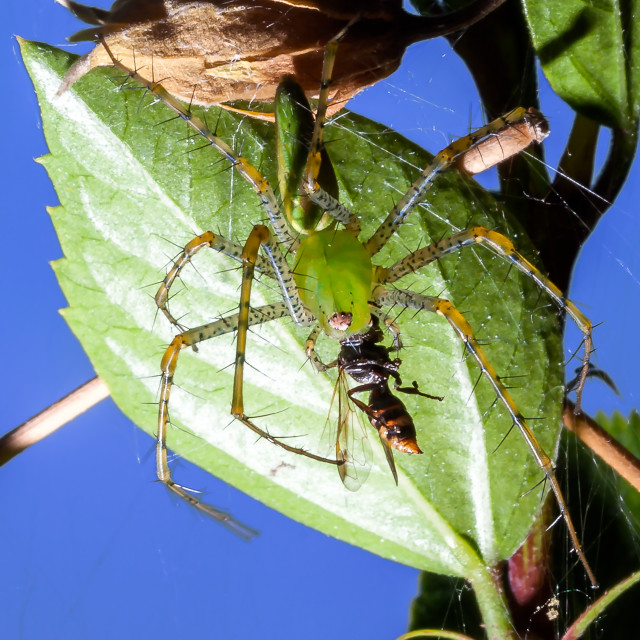 "Green lynx spider" by Expvisual Filmmaking and Photography SAS de CV - $3.62 "Green lynx spider" stock image