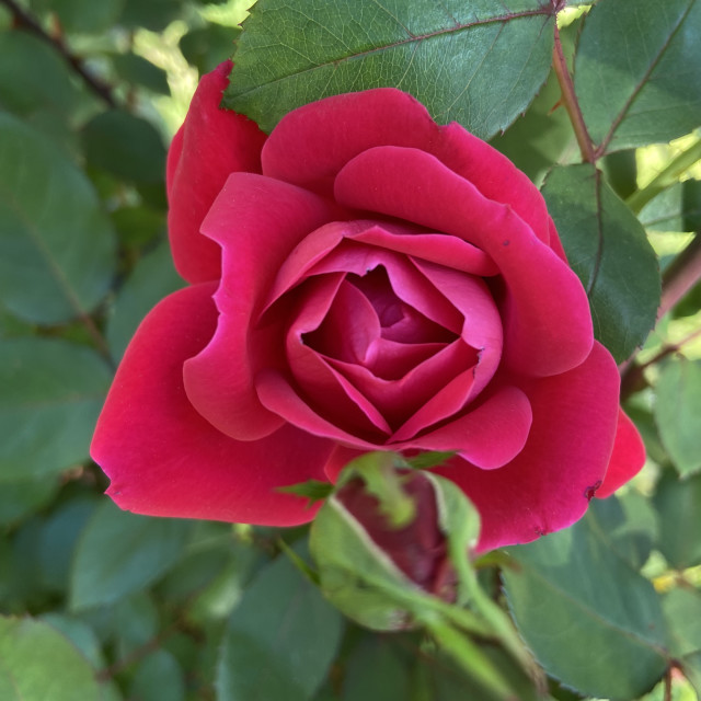 "Greystone Rose" by Aaron M Thompson PHOTO - $25.72 "Greystone Rose" stock image