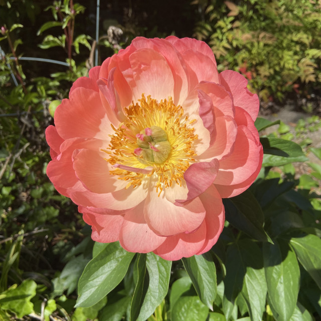 "Greystone Peony" by Aaron M Thompson PHOTO - $25.72 "Greystone Peony" stock image