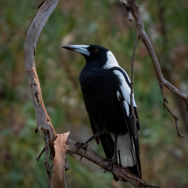 "Magpie Perching" stock image