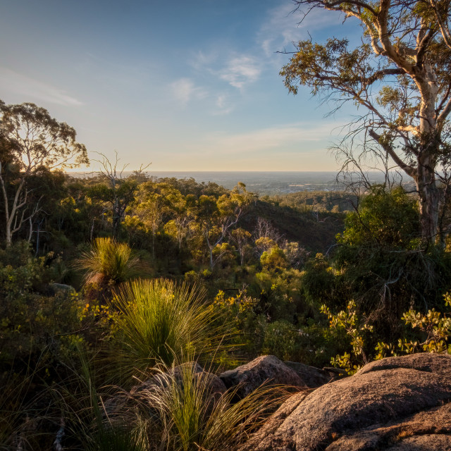 "Distant View Through Bushland" stock image