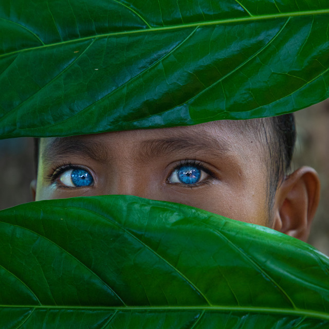 "Young kid from Indonesia with blue eyes, covered with leaves" stock image