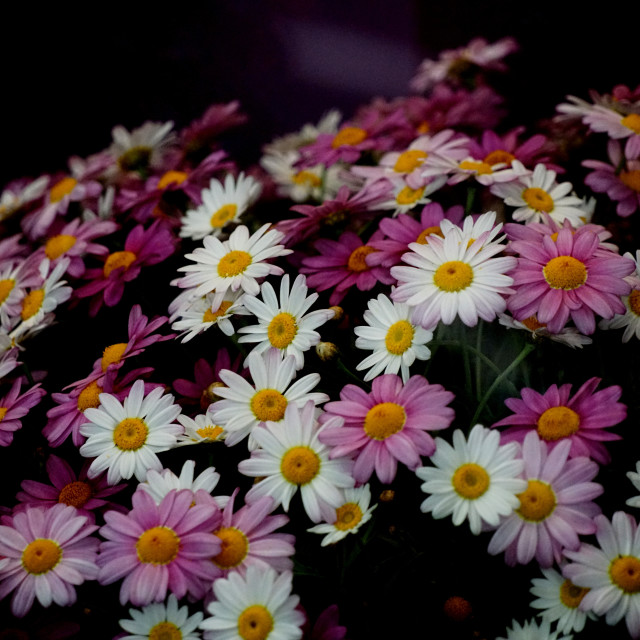 "Daisies" by Amit Mendelsohn - $49.80 "Daisies" stock image