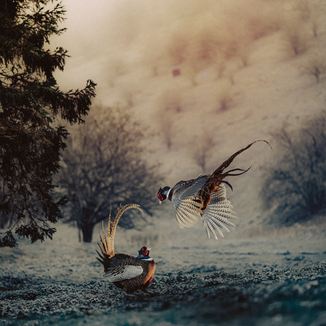 "" by It's Elliot Burns Photography - $15.69 "" stock image