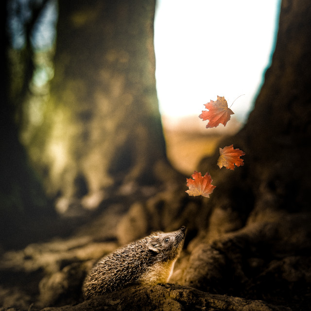 "" by It's Elliot Burns Photography - $15.69 "" stock image