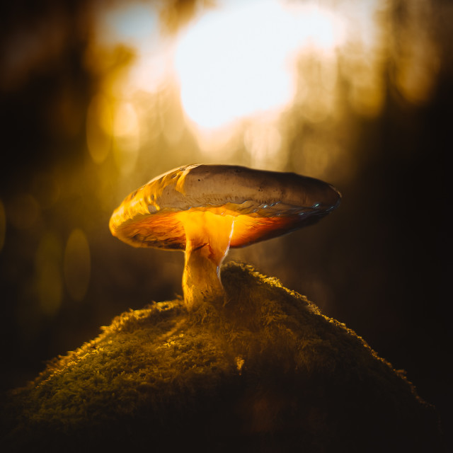 "" by It's Elliot Burns Photography - $15.69 "" stock image