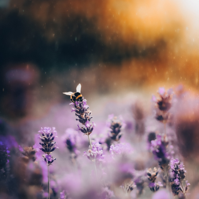 "" by It's Elliot Burns Photography - $15.69 "" stock image