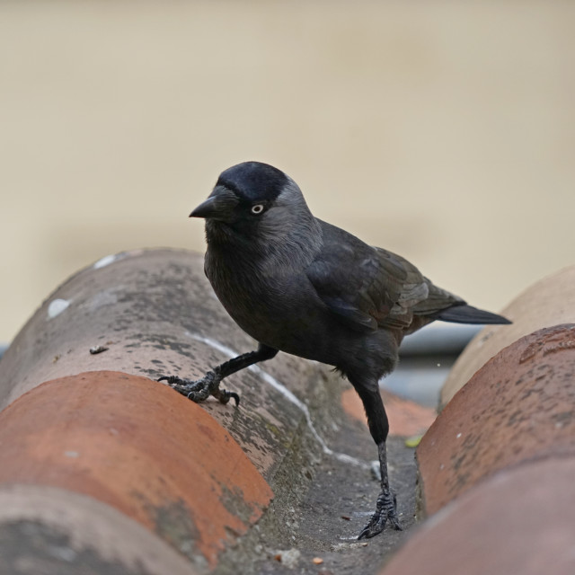 "Western jackdaw" by Amit Mendelsohn - $49.80 "Western jackdaw" stock image