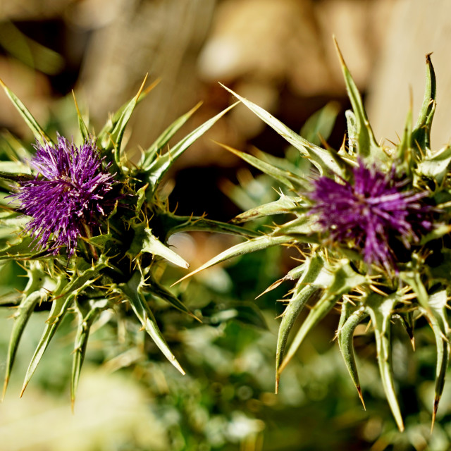"A thorn" by Amit Mendelsohn - $49.42 "A thorn" stock image