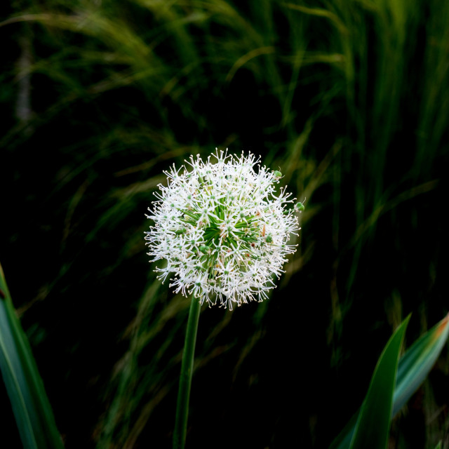 "Allium stipitatum" by Amit Mendelsohn - $49.42 "Allium stipitatum" stock image