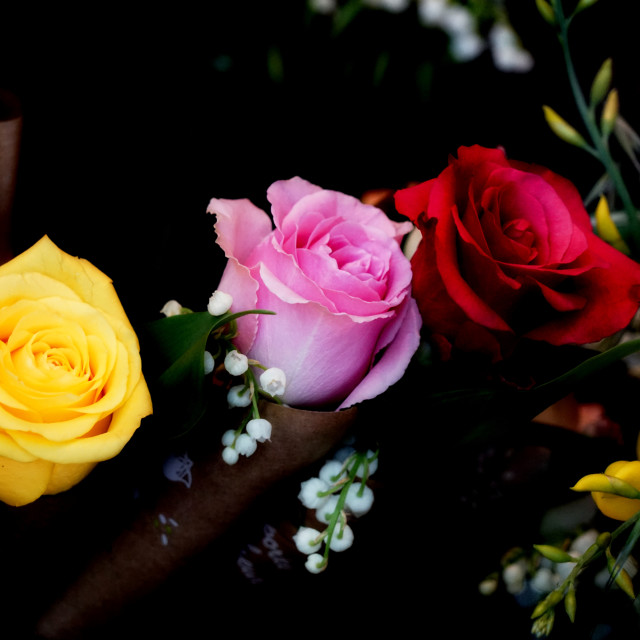 "roses" by Amit Mendelsohn - $49.42 "roses" stock image