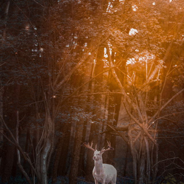 "" by It's Elliot Burns Photography - $15.69 "" stock image