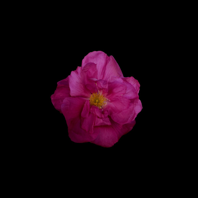 "a rose island poppy" by Amit Mendelsohn - $49.42 "a rose island poppy" stock image