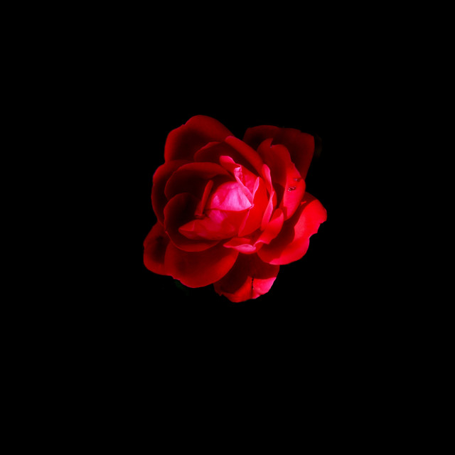 "a red rose" by Amit Mendelsohn - $49.42 "a red rose" stock image