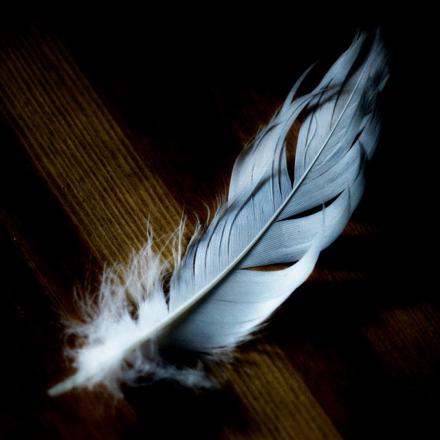 "a feather" by Amit Mendelsohn - $49.42 "a feather" stock image