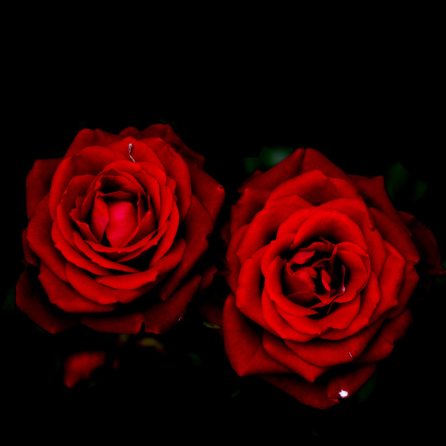 "two red roses" by Amit Mendelsohn - $49.42 "two red roses" stock image