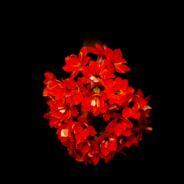 "Florist Kalanchoe" by Amit Mendelsohn - $49.42 "Florist Kalanchoe" stock image