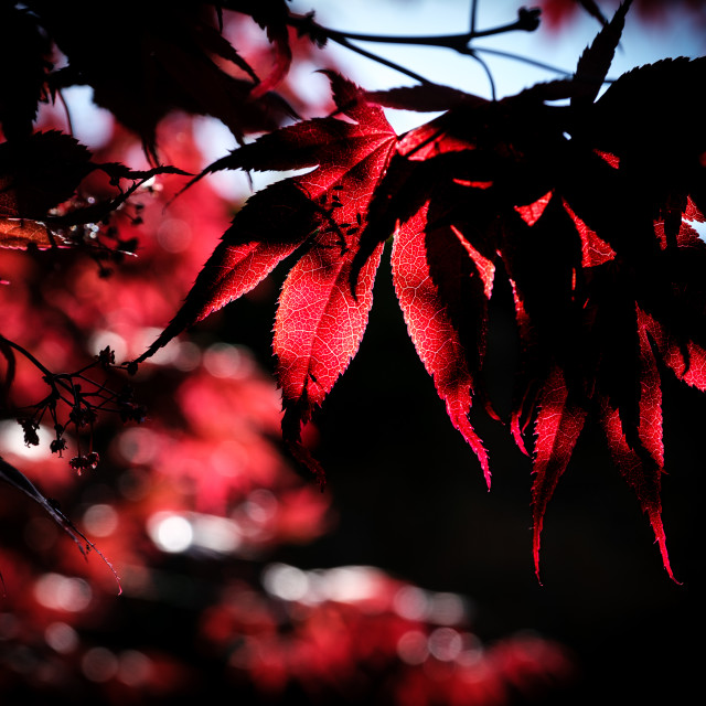 "Japanese Maple" stock image