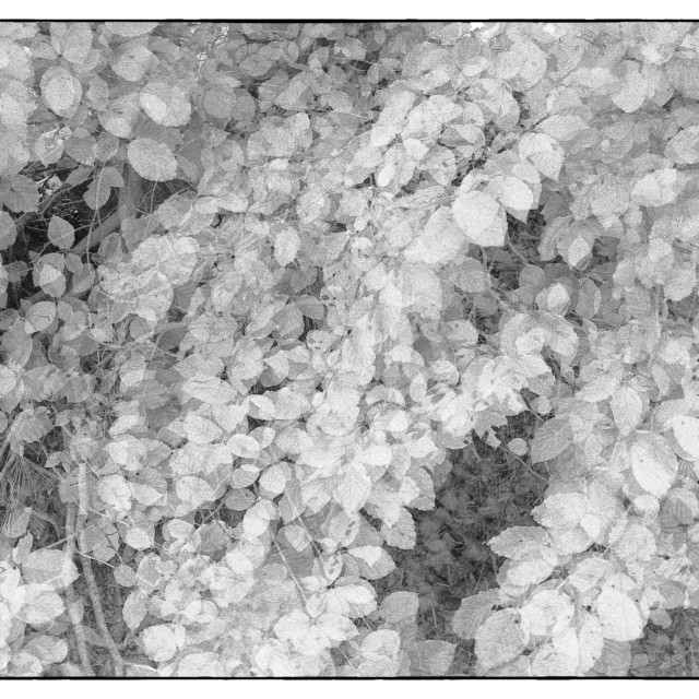 "EPSON scanner image" by Barry Gore - $12.55 "EPSON scanner image" stock image