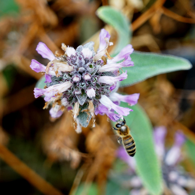 "A honey bee in action" by Amit Mendelsohn - $49.42 "A honey bee in action" stock image