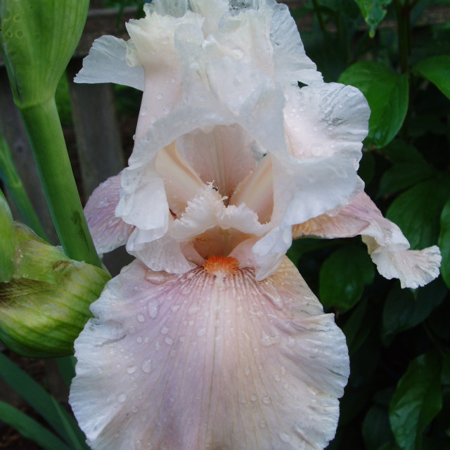 "Backyard Iris Beauty I" stock image