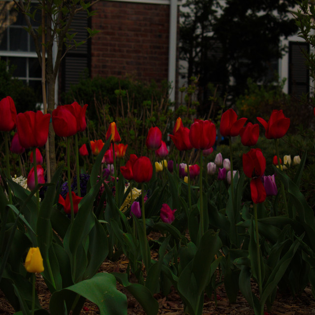 "April Tulips" stock image