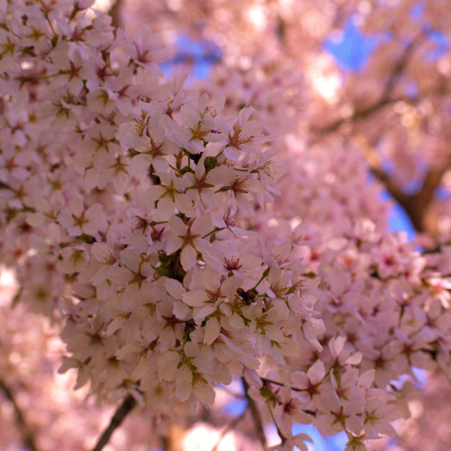 "Pink Cherry Blossoms II Apr 2023" stock image