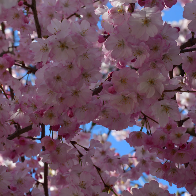 "Pink Cherry Blossoms Apr 2023" stock image