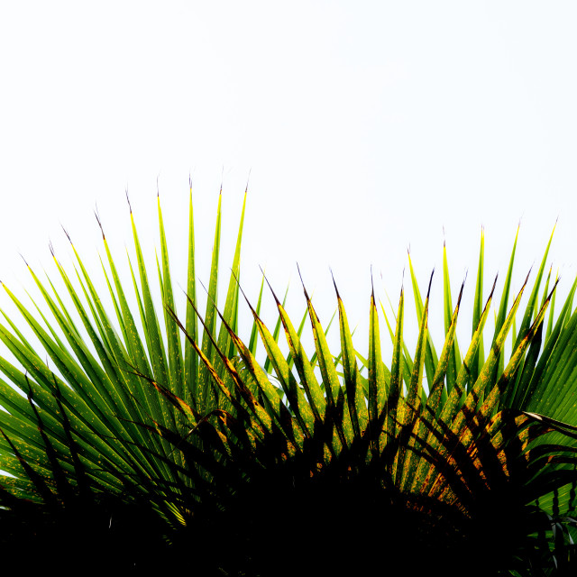"Palm" by Amit Mendelsohn - $49.42 "Palm" stock image