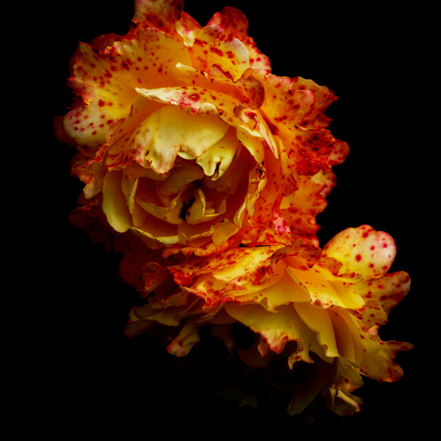 "orange and yellow rose" by Amit Mendelsohn - $49.42 "orange and yellow rose" stock image