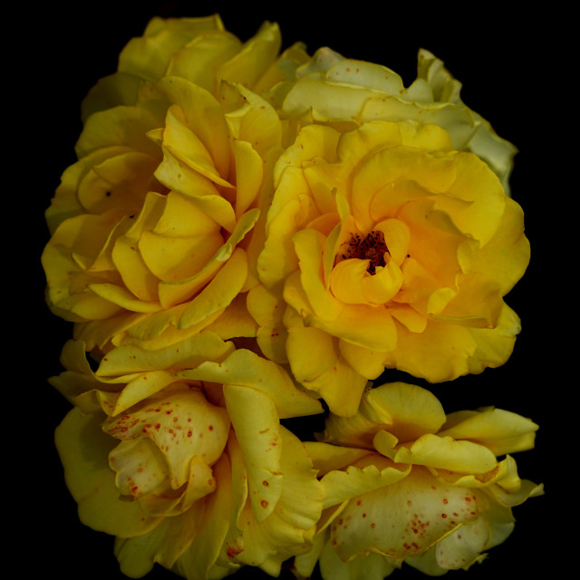 "yellow roses" by Amit Mendelsohn - $49.42 "yellow roses" stock image