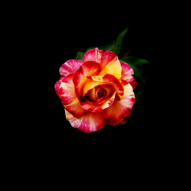 "red and yellow rose" by Amit Mendelsohn - $49.42 "red and yellow rose" stock image