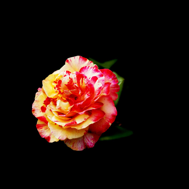 "red and yellow rose" by Amit Mendelsohn - $49.42 "red and yellow rose" stock image